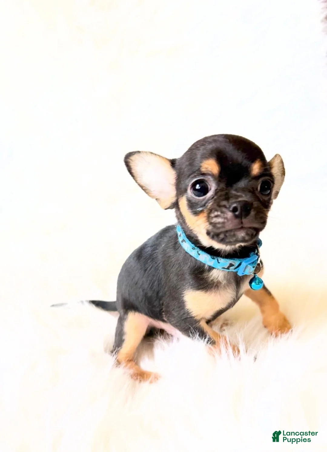 Chihuahua dogs for sale: Maxwell  - Ad 5