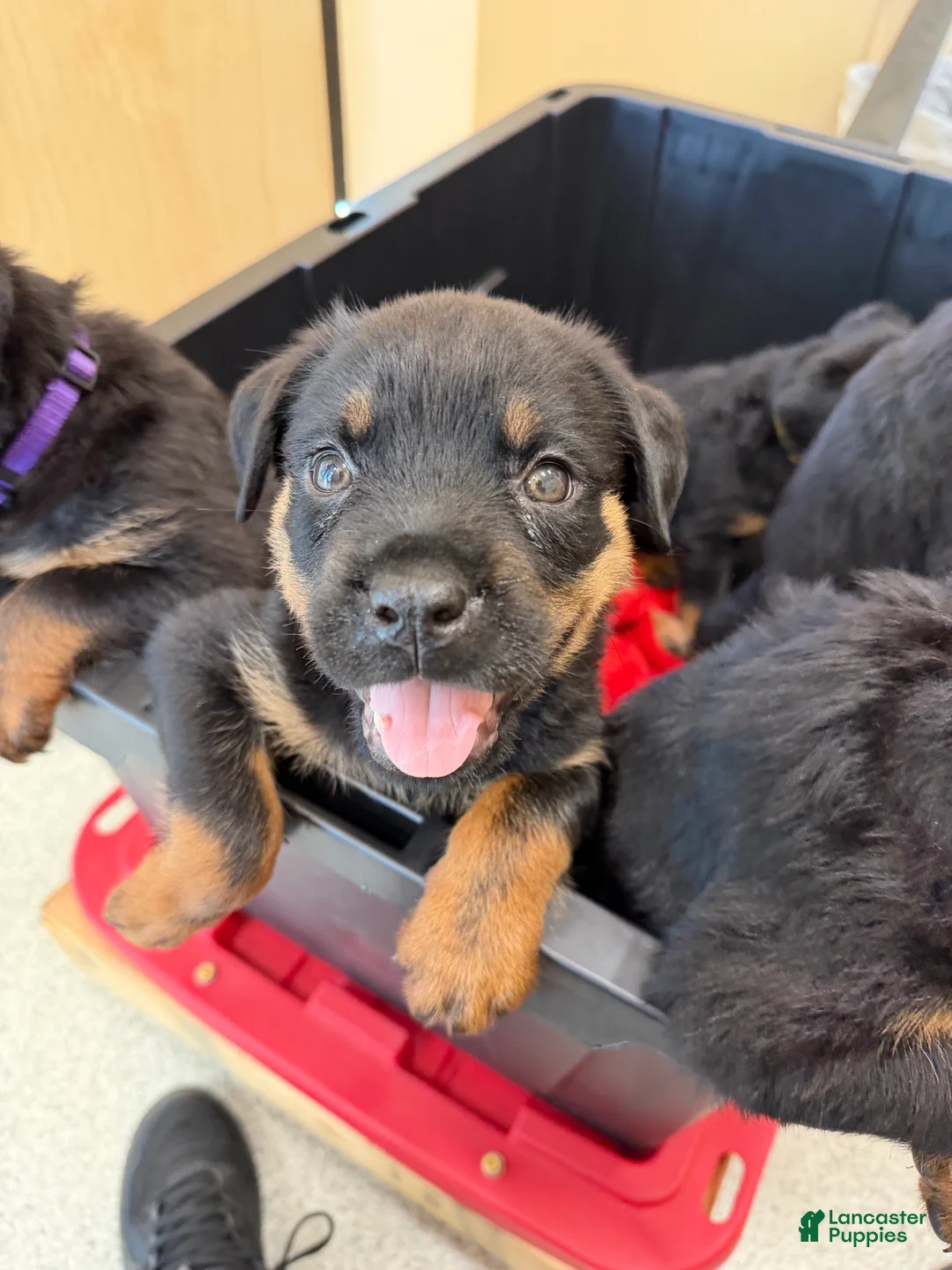 Rottweiler dogs for sale: Rottweiler 3 - Ad 2
