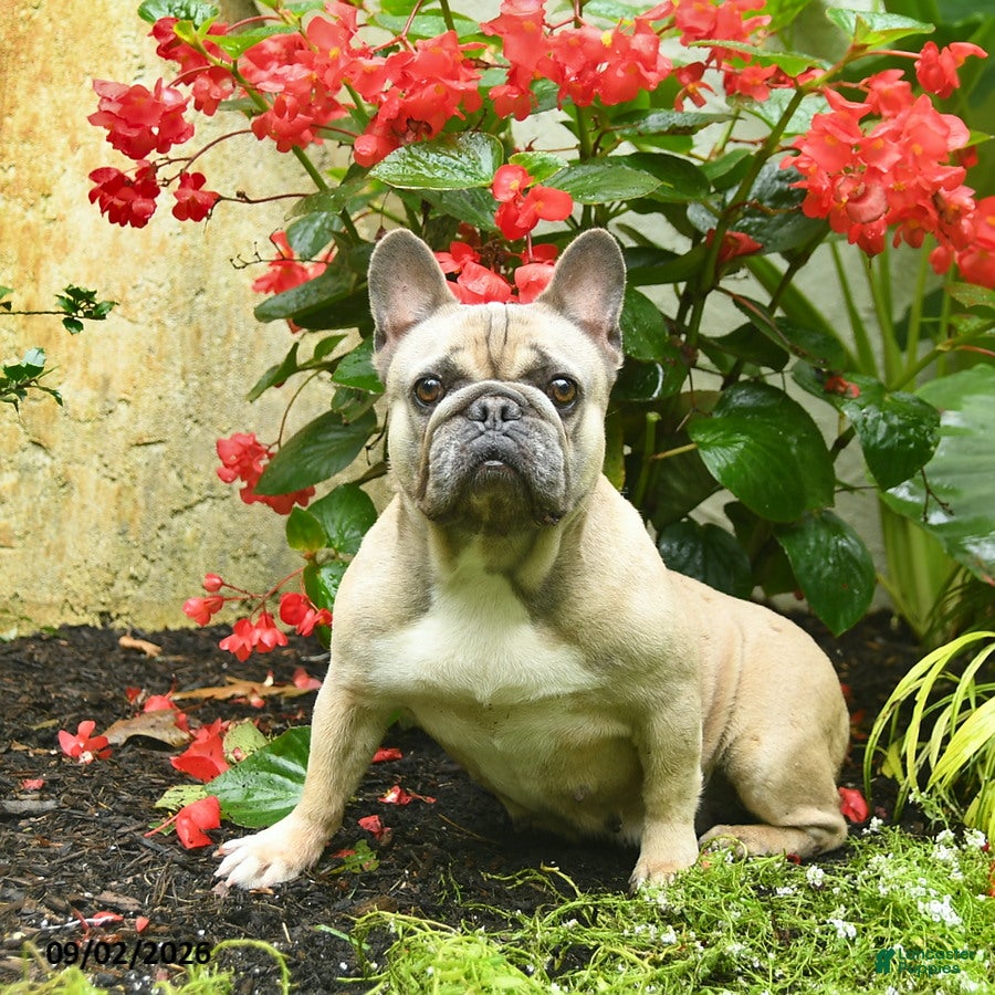 French Bulldog dogs Bafi  - Ad 2