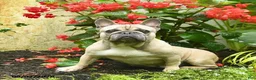French Bulldog dogs for sale: Bafi  - Ad 2