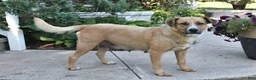 Mixed Breed dogs for sale: Lovable Lilly - Ad 4