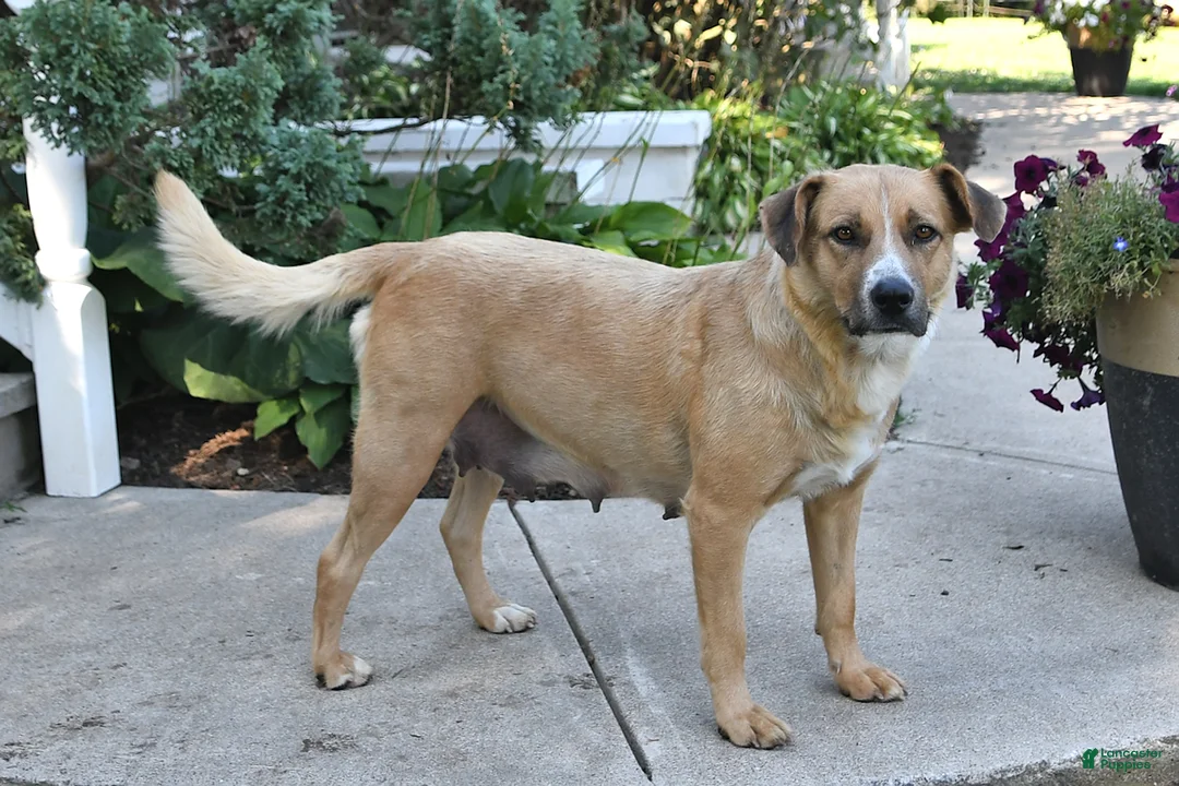 Mixed Breed dogs for sale: Lovable Lilly - Ad 4