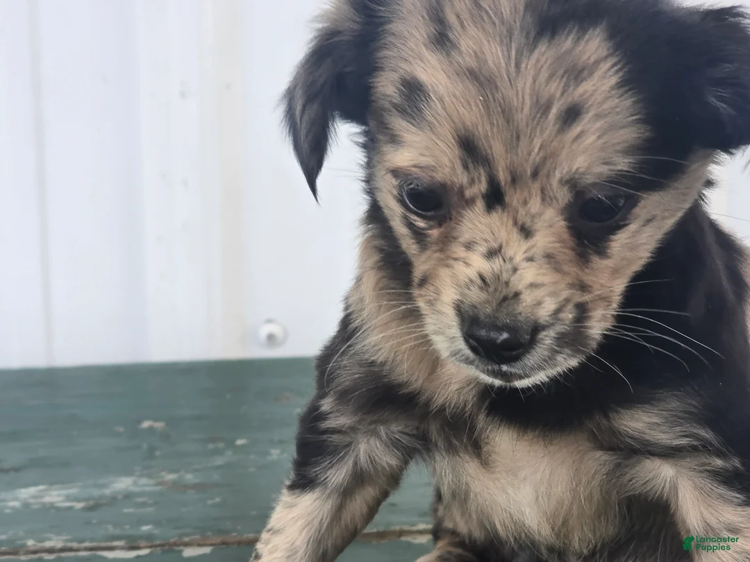 Chihuahua dogs for sale: Chihuahua Puppy 2 marissa - Ad 2