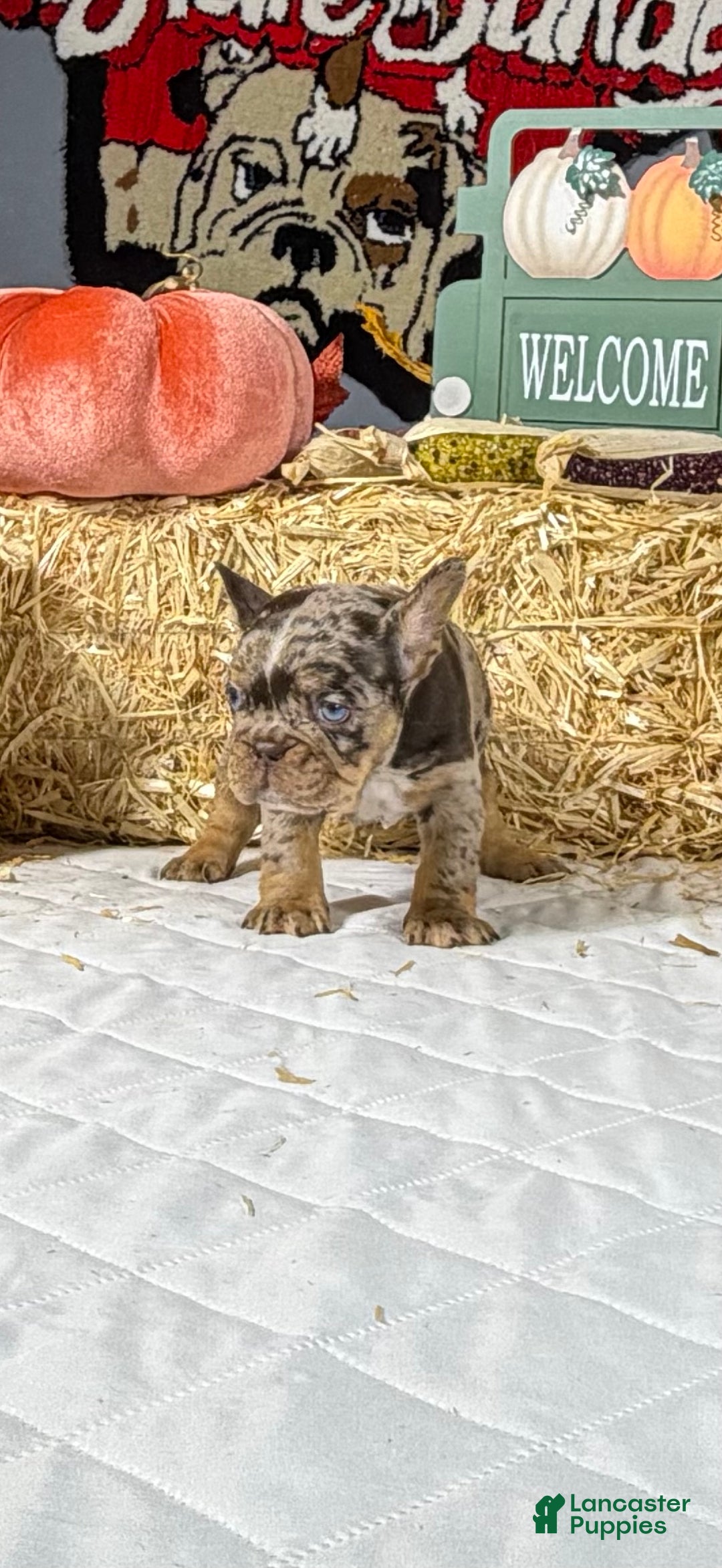French Bulldog dogs for sale: Rocky - Ad 10