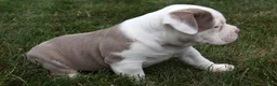 Olde English Bulldogge dogs for sale: Oakley - Ad 2