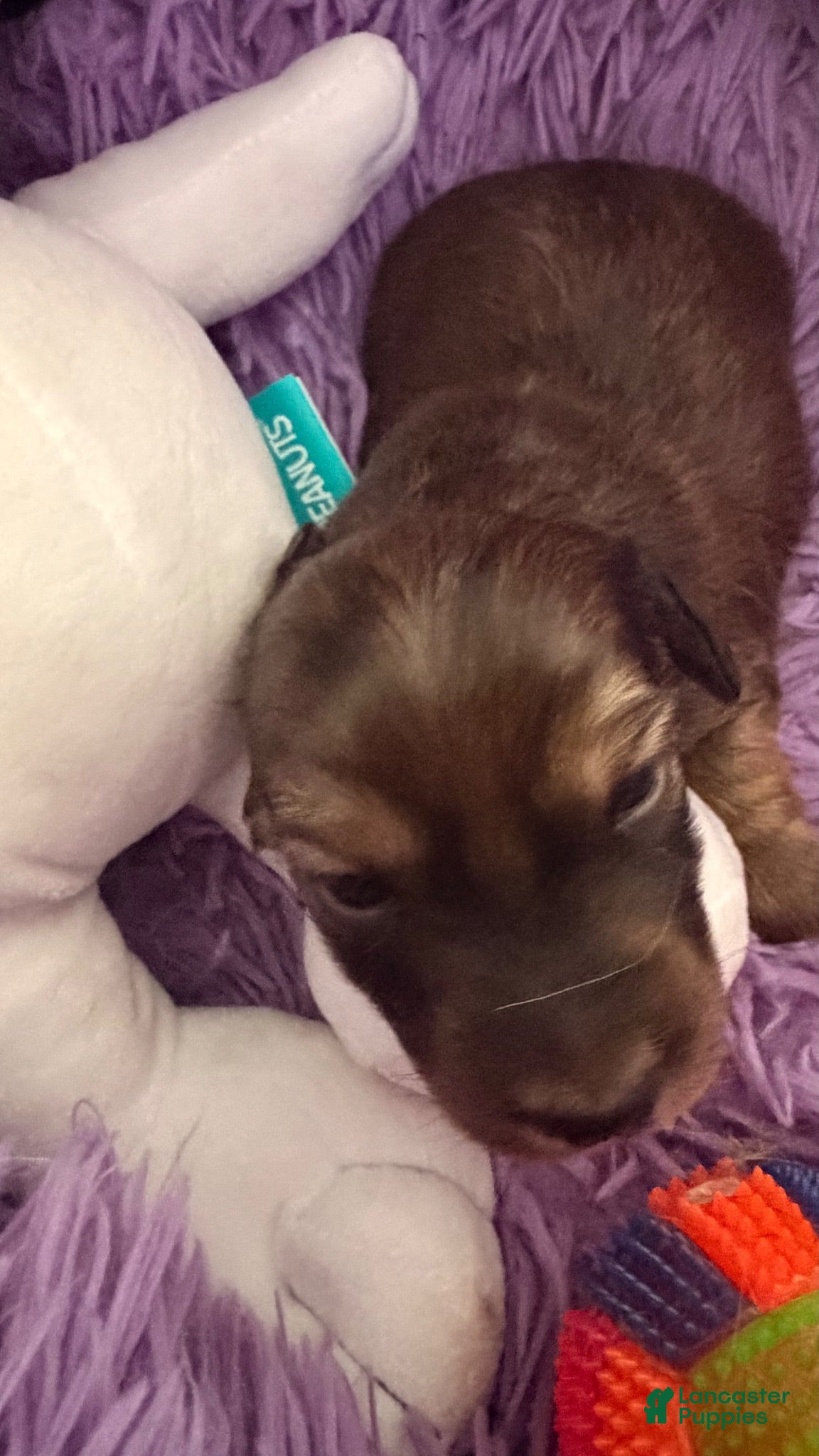 Dachshund dogs Dachshund 1 - Ad 1