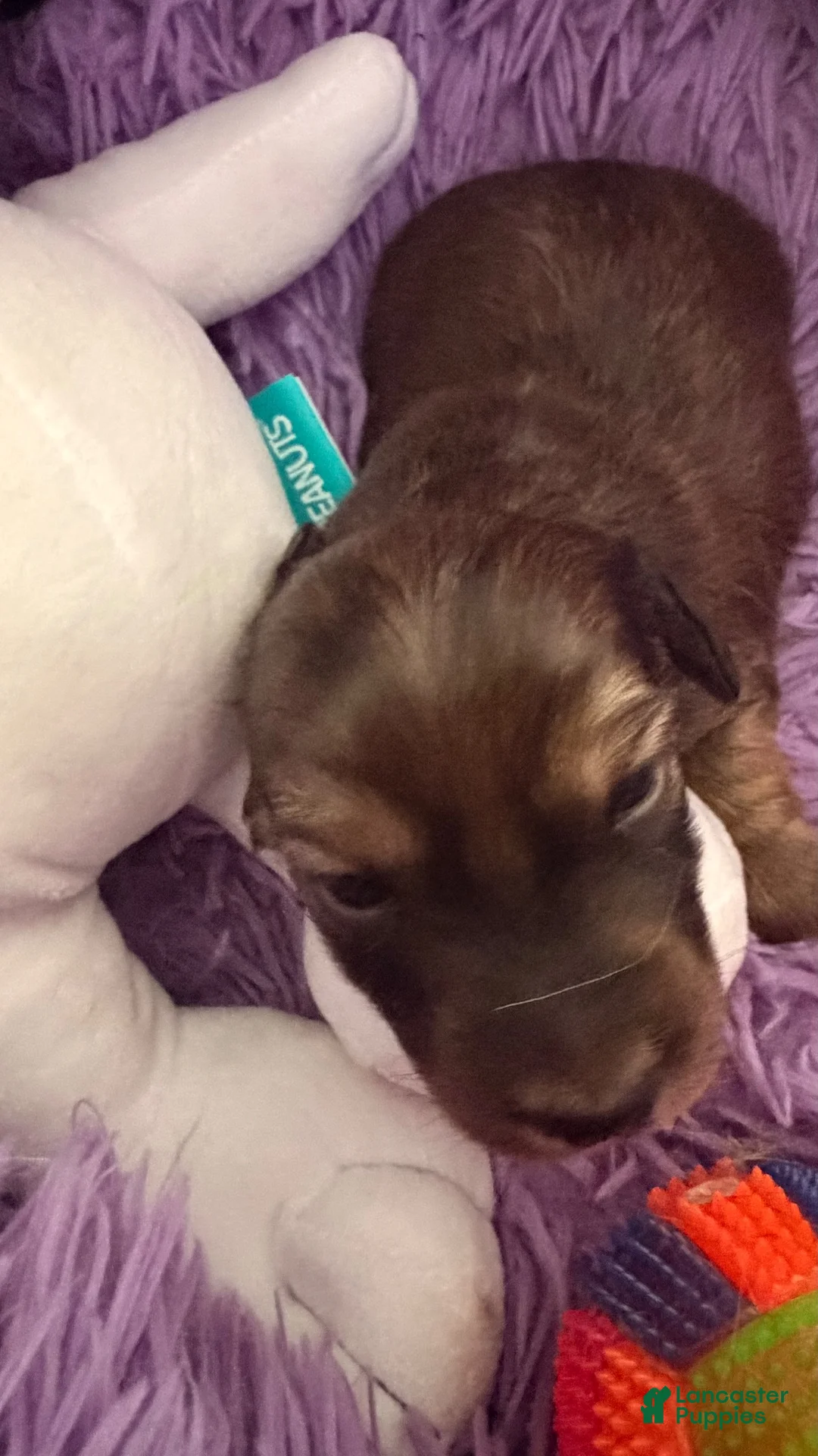 Dachshund dogs for sale: Dachshund 1 - Ad 1