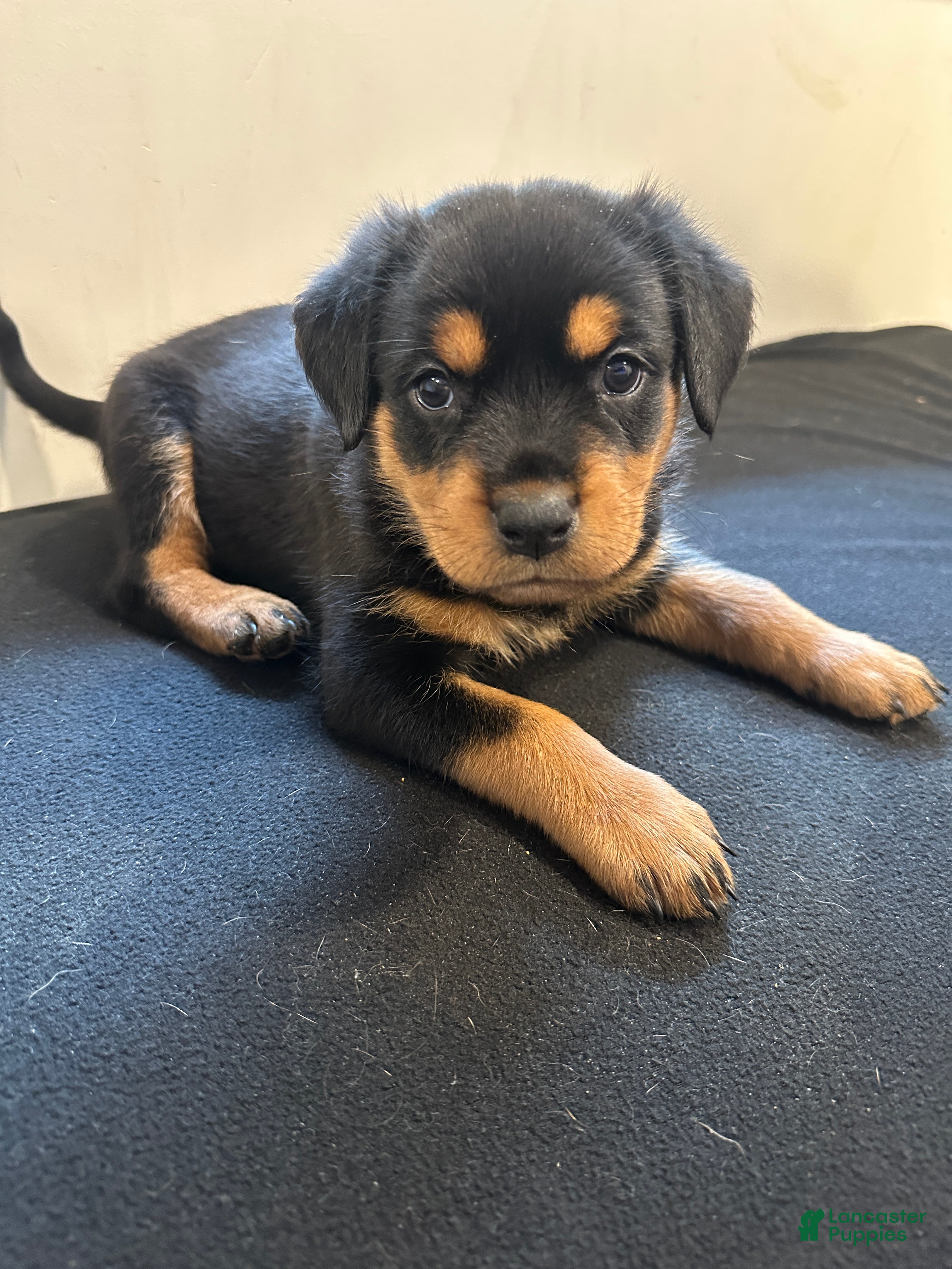 Rottweiler dogs Alaya - Ad 20