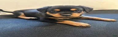 Alaya