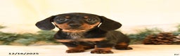 Miniature Dachshund dogs for sale: Candy - Ad 4