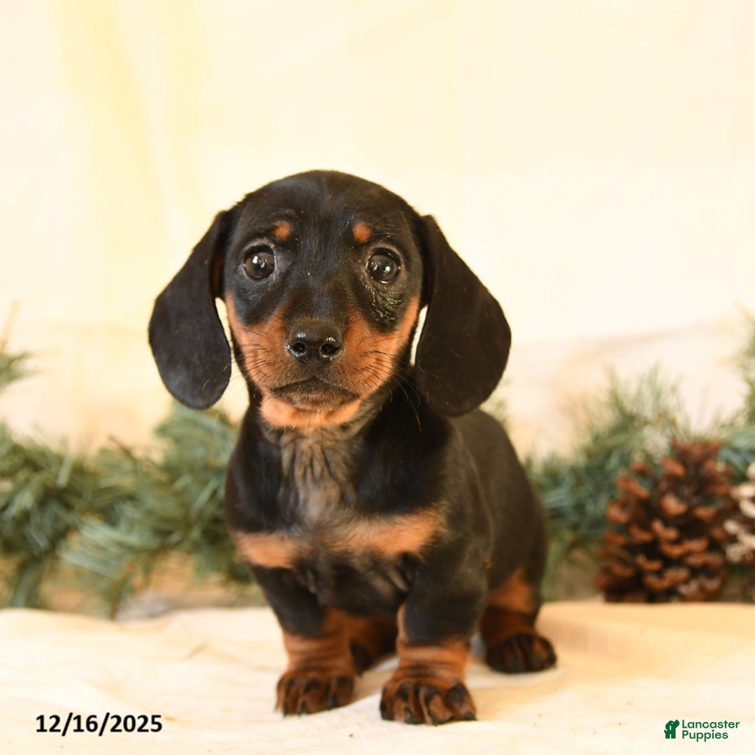 Miniature Dachshund dogs for sale: Candy - Ad 4