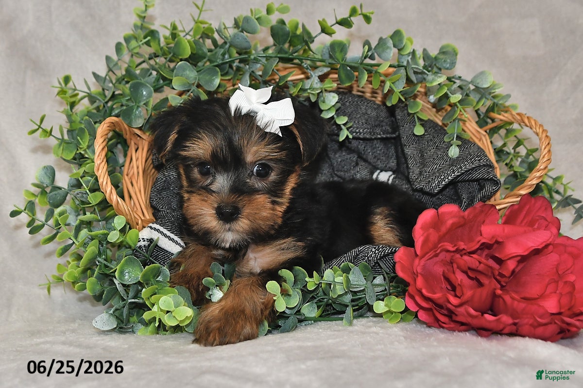 Yorkshire Terrier dogs Dori - Ad 1