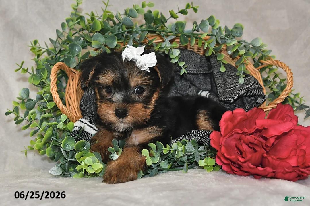 Yorkshire Terrier dogs for sale: Dori - Ad 1