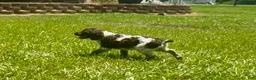 Brittany Spaniel dogs for sale: Macie - Ad 6