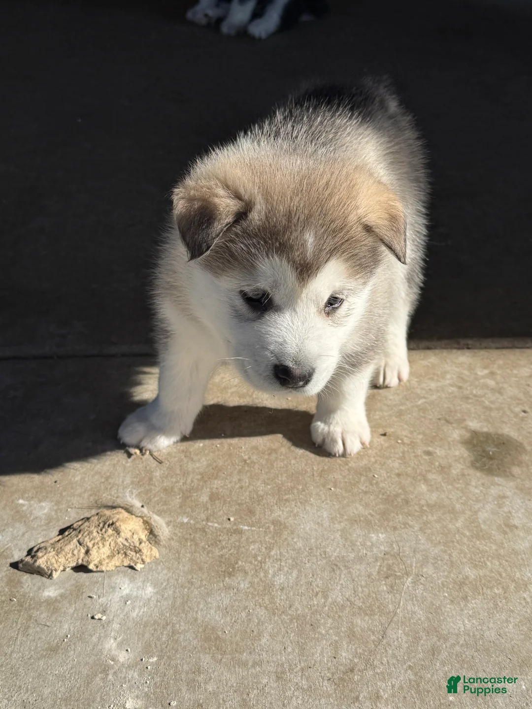 Alaskan Malamute dogs for sale: Alaskan Malamute Puppy 1 - Ad 2