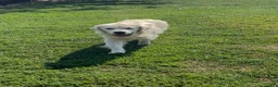 Golden Retriever dogs for sale: Golden Retriever Puppy 6 - Ad 4