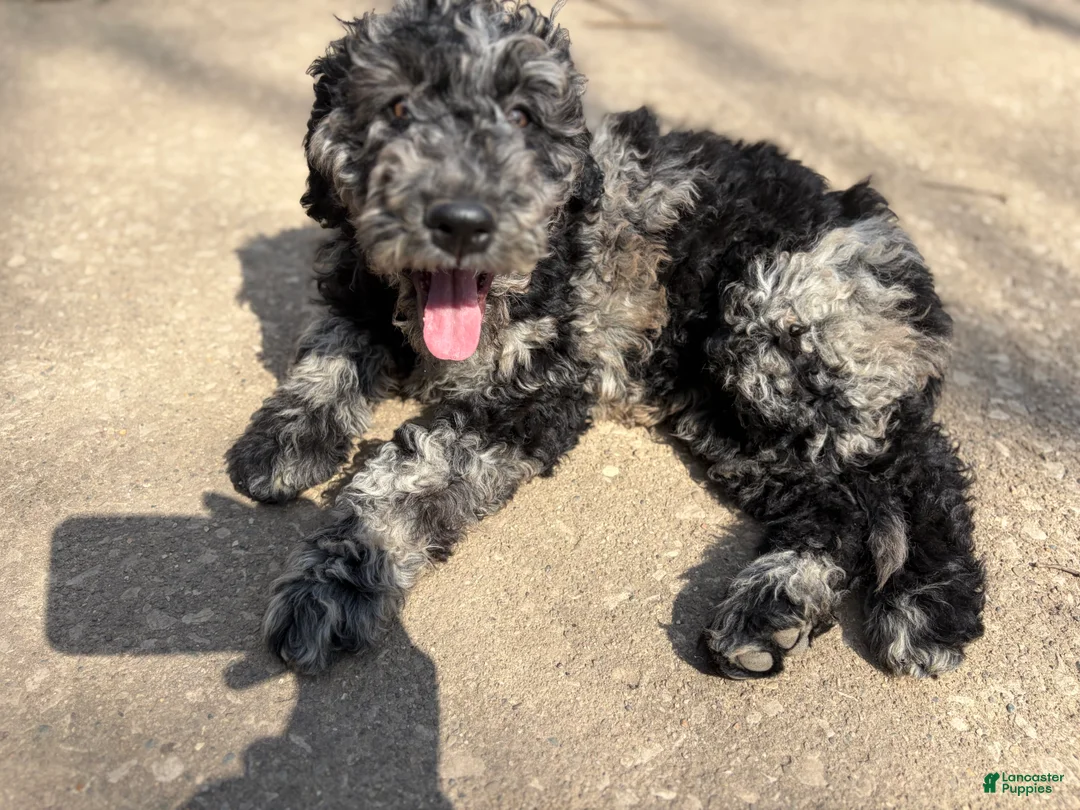 Mixed Breed dogs for sale: Mia - Ad 2