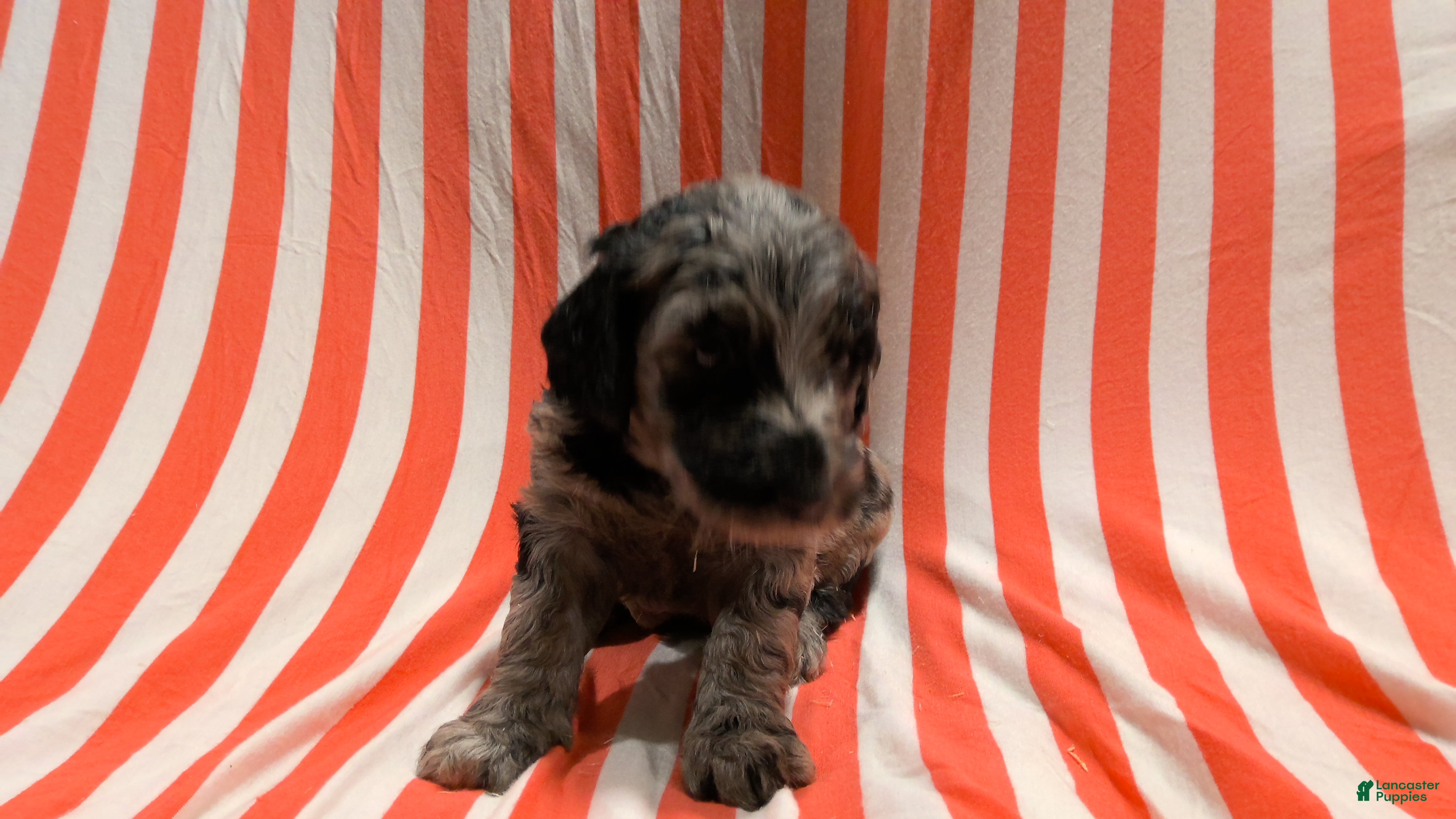 Mini Goldendoodle dogs Kay - Ad 1