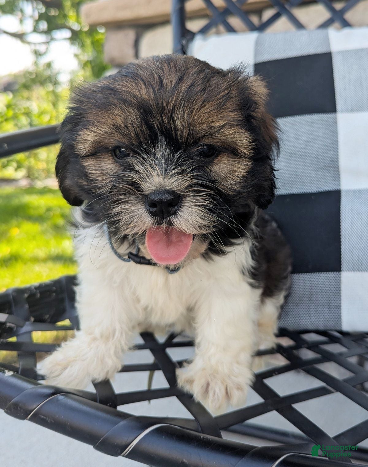 Mixed Breed dogs Sandra - Ad 2