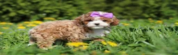 Cavapoo dogs for sale: Bella Rae - Ad 13