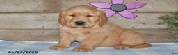 Golden Retriever dogs for sale: Benny - Ad 1