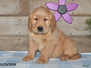 Golden Retriever dogs for sale: Benny - Ad 1