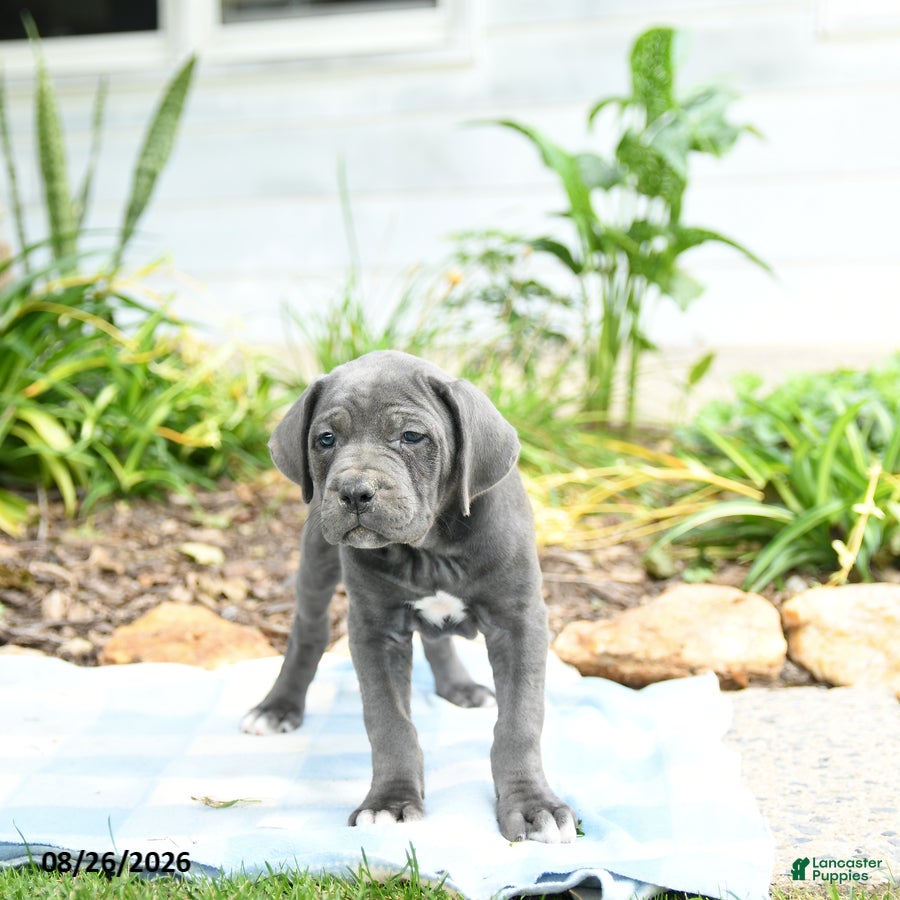 Cane Corso dogs Winslet - Ad 2