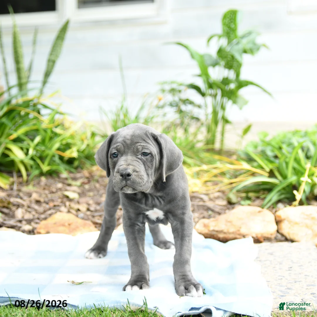 Cane Corso dogs for sale: Winslet - Ad 2