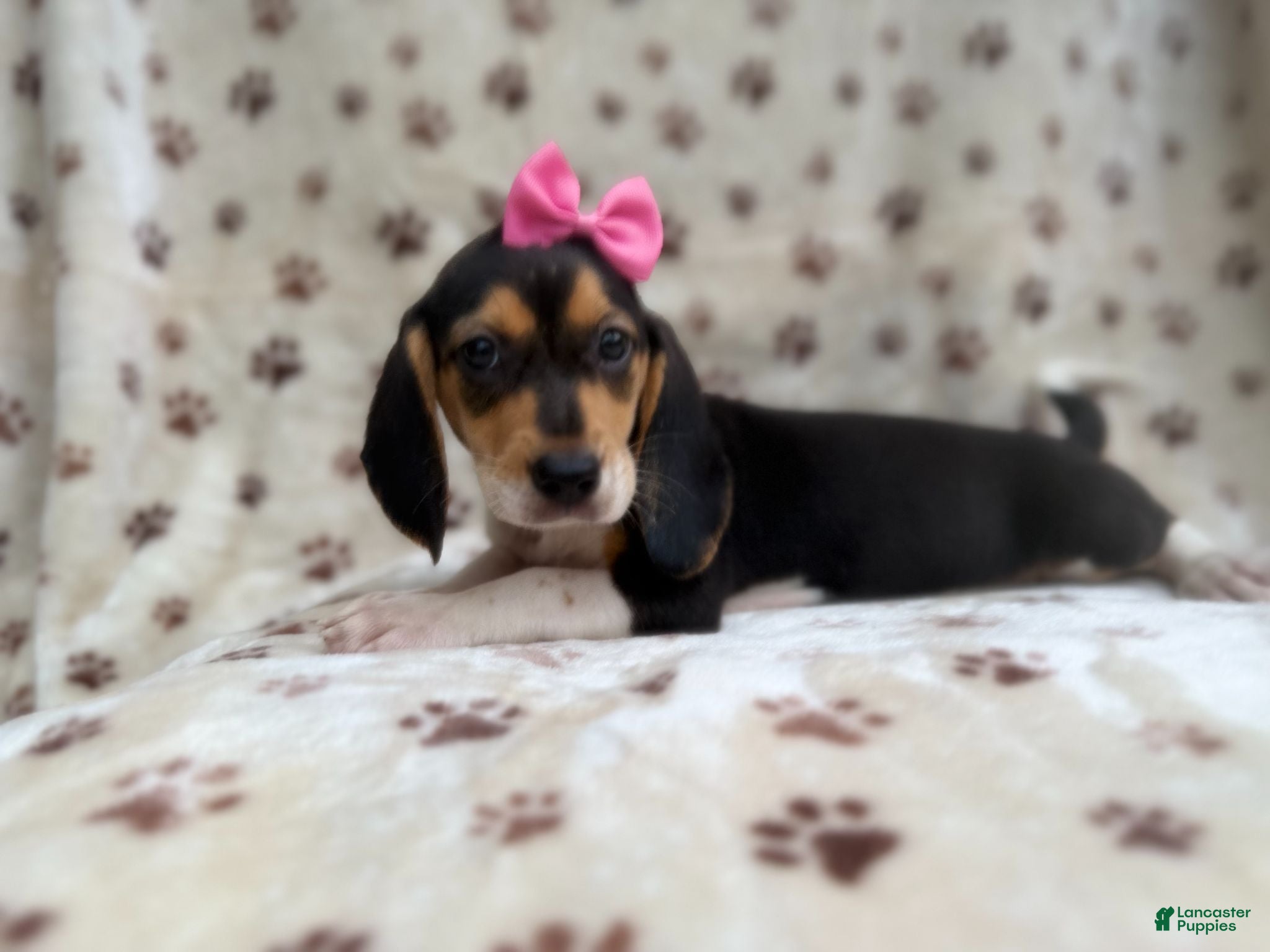 Beagle dogs Wendy - Ad 36