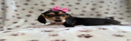 Beagle dogs for sale: Wendy - Ad 1