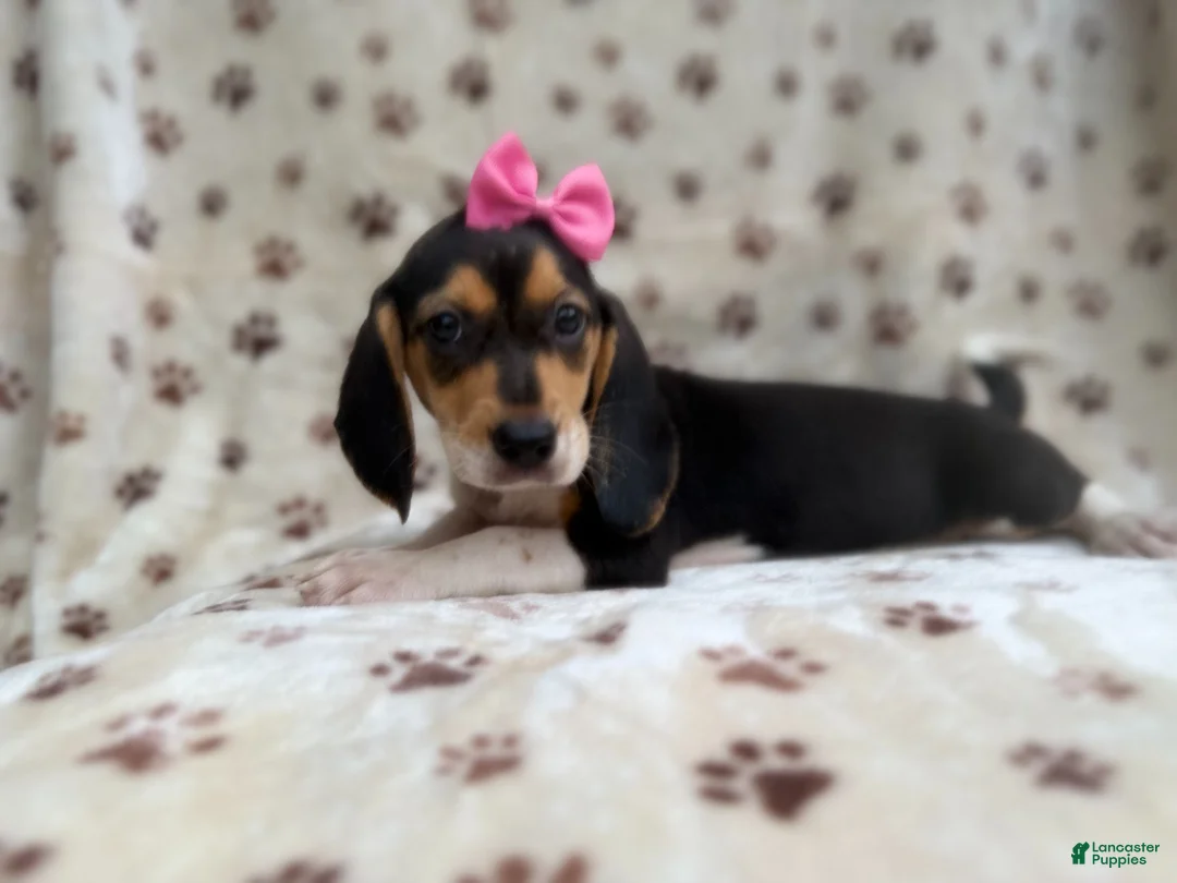 Beagle dogs for sale: Wendy - Ad 1