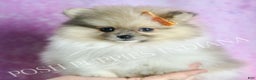 Pomeranian dogs for sale: Tarzan - Ad 3