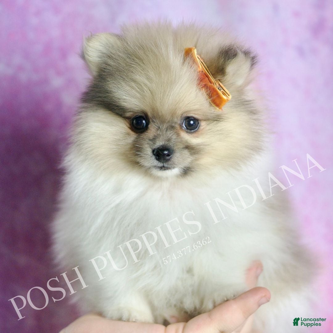 Pomeranian dogs for sale: Tarzan - Ad 3