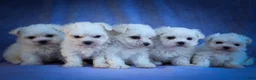 Maltese dogs for sale: Mirella🎀 - Ad 21