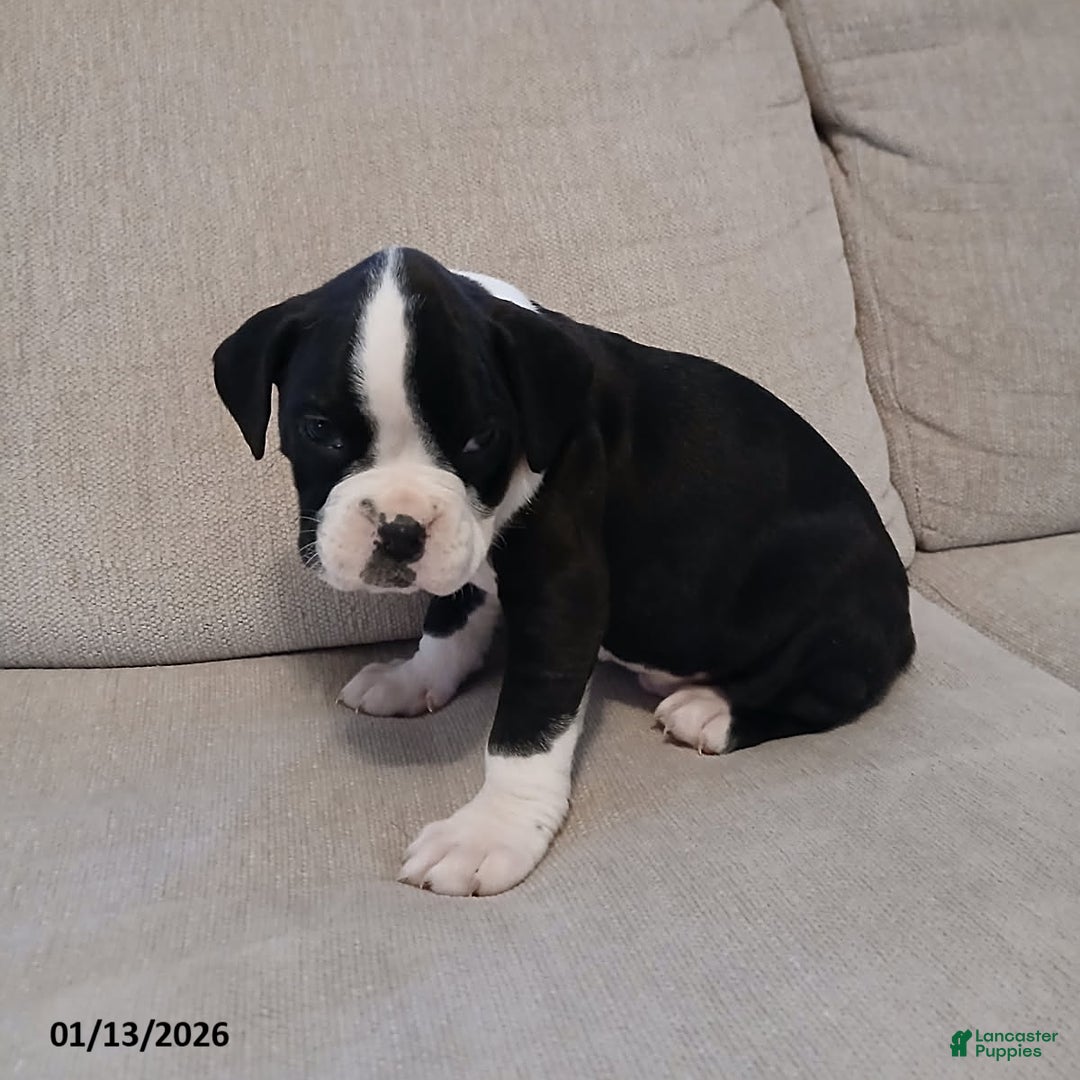 Boxer dogs for sale: Lightening - Ad 4