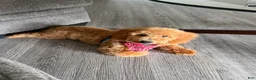 Bichpoo dogs for sale: Bichpoo 1 - Ad 9