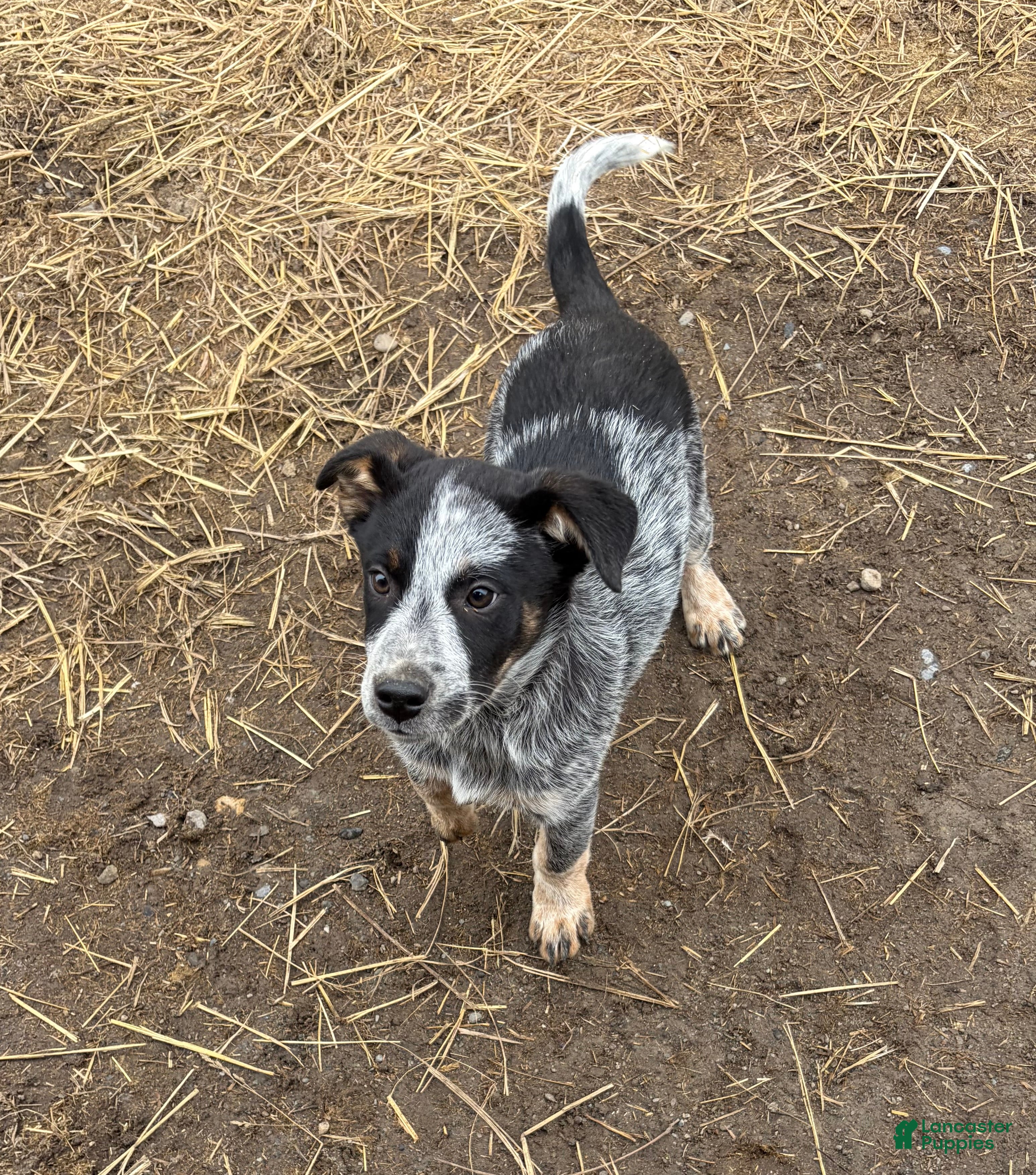 Mixed Breed dogs Blue Heeler/Border Collie - Ad 24