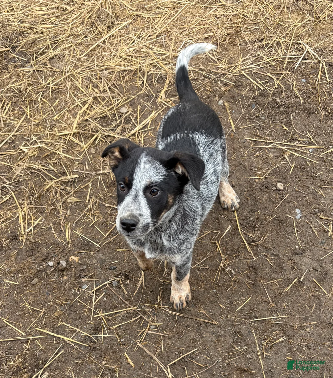 Mixed Breed dogs for sale: Blue Heeler/Border Collie - Ad 1