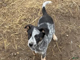 Mixed Breed dogs Blue Heeler/Border Collie - Ad 24