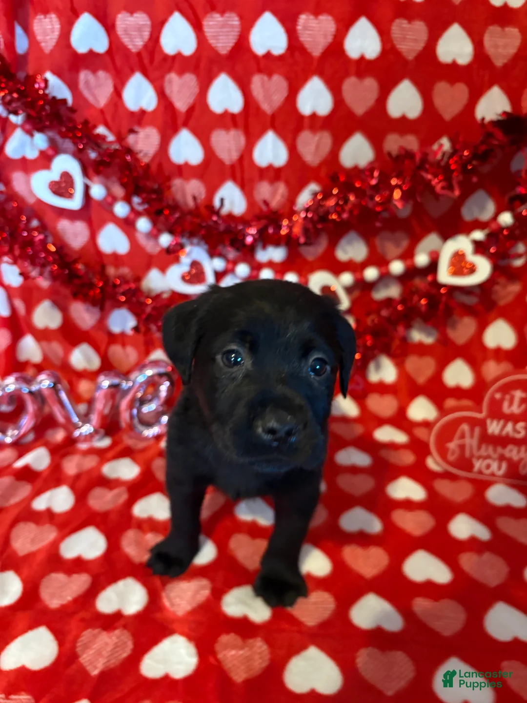 Labrador Retriever dogs for sale: Memphis - Ad 2