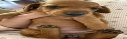 Miniature Dachshund dogs for sale: Kasey - Ad 2