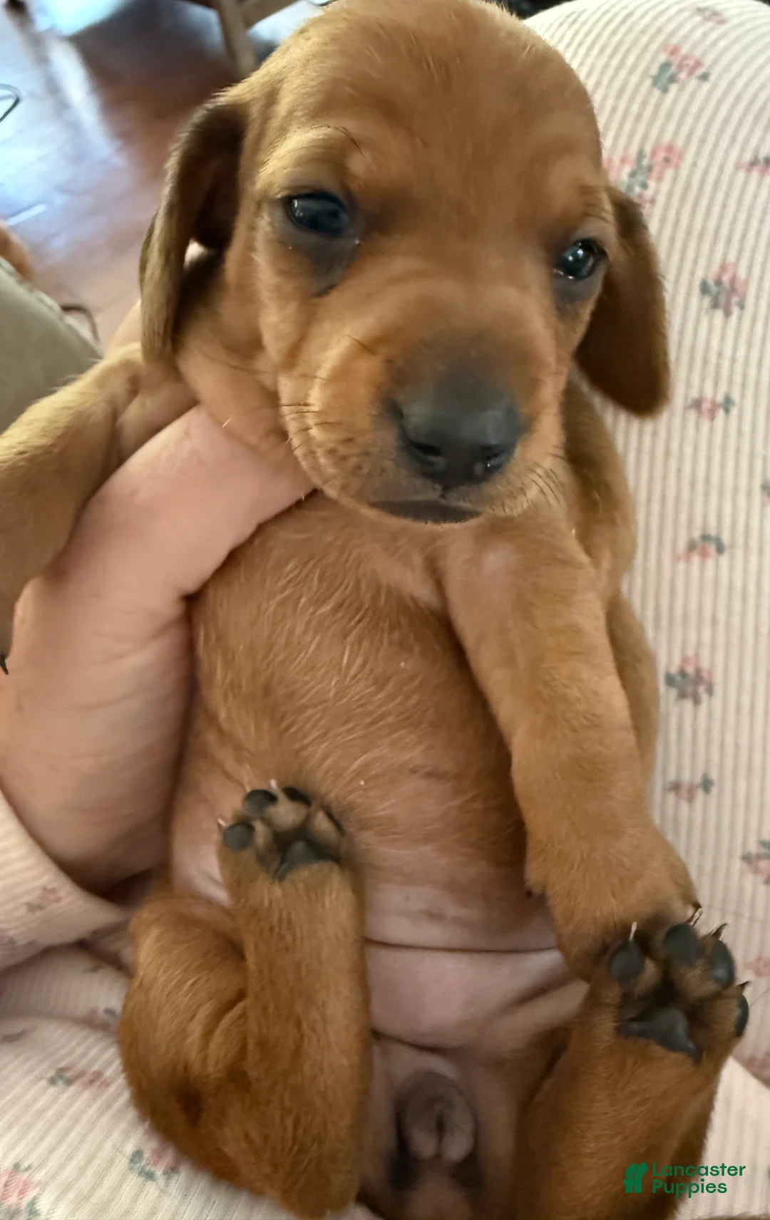 Miniature Dachshund dogs for sale: Kasey - Ad 2