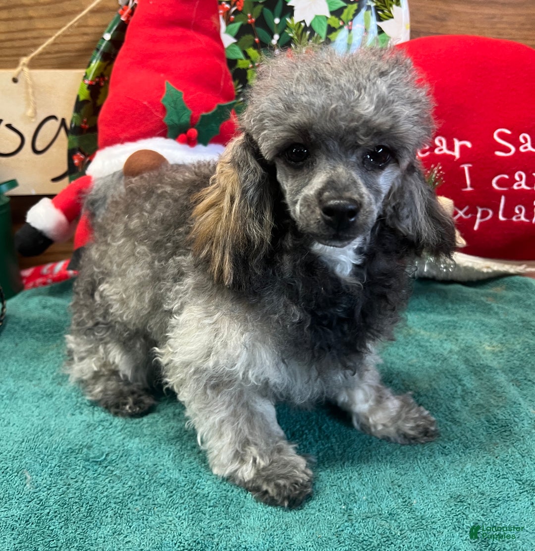 Toy Poodle dogs for sale: Betsie - Ad 1