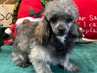 Toy Poodle dogs Betsie - Ad 1