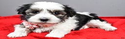 Havanese dogs for sale: Daine - Ad 7