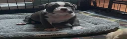 American Bully dogs for sale: American Bully 3 - Ad 2