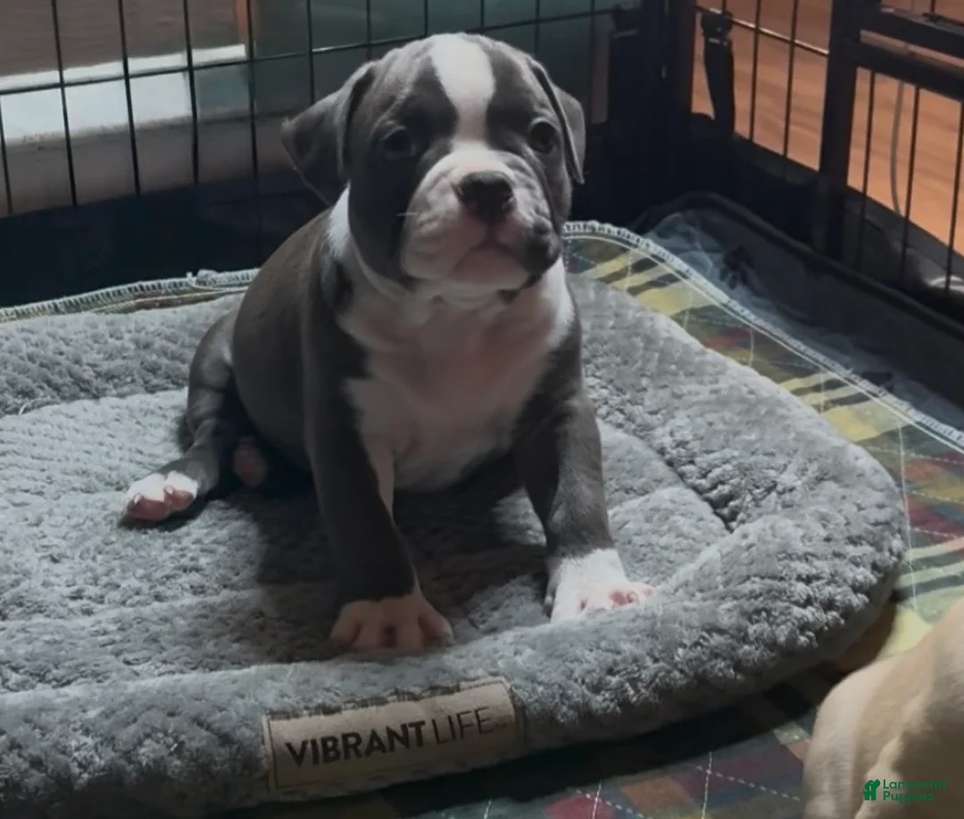 American Bully dogs for sale: American Bully 3 - Ad 2