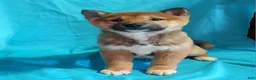 Shiba Inu dogs for sale: Shiba Inu Puppy 2 - Ad 4
