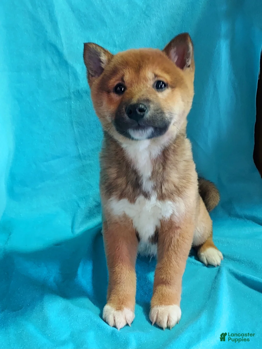 Shiba Inu dogs for sale: Shiba Inu Puppy 2 - Ad 4