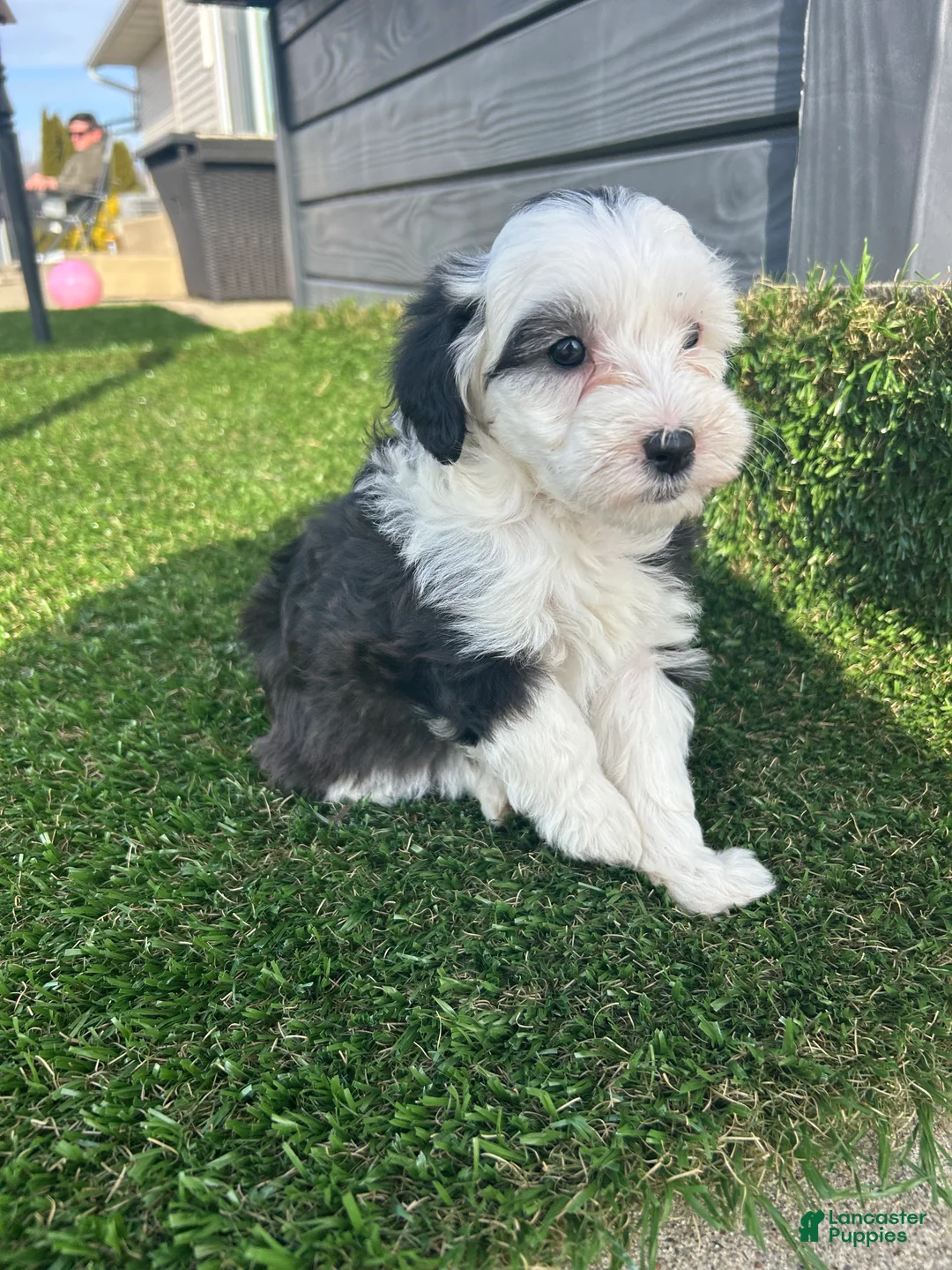 Mixed Breed dogs for sale: Bella - Ad 8